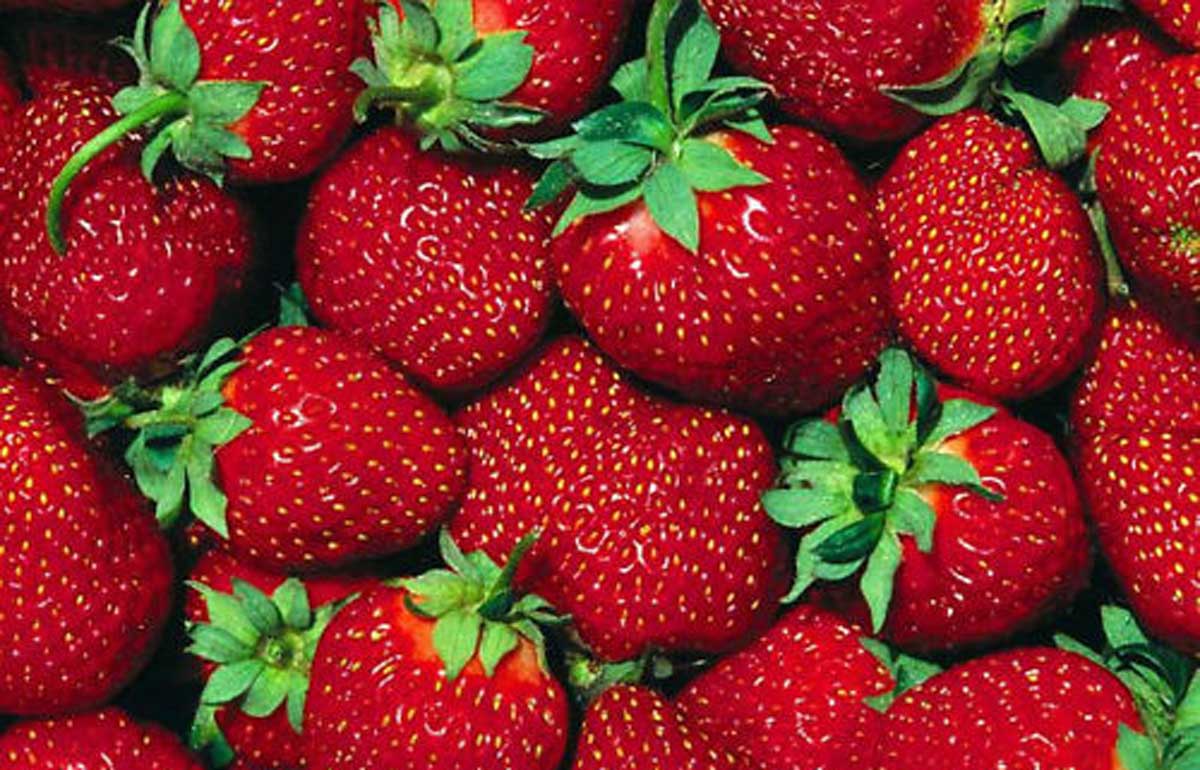 FRUTILLA