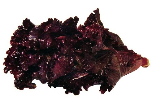 Lechuga Morada